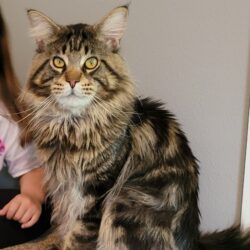 Maine Coon Boys - MegaPawz Maine Coon Cattery