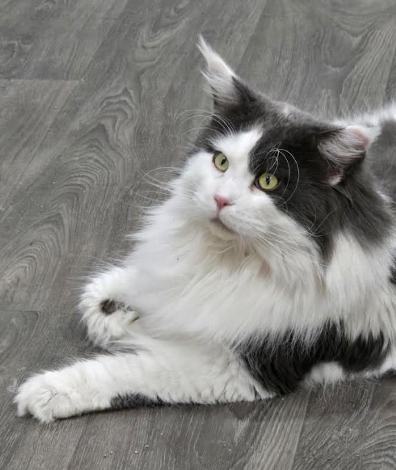 Maine Coon Cats & Kittens