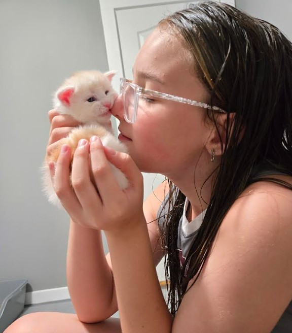 Maine Coon Kittens for sale