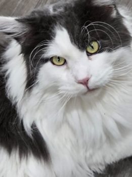 About the Maine Coon
